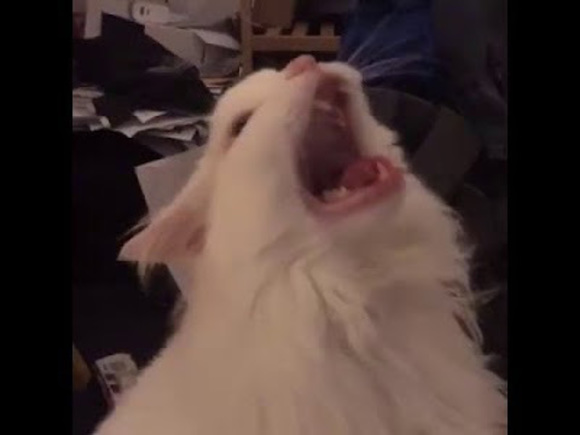 Meet your Posher, Bryar - Picture 1 of 1